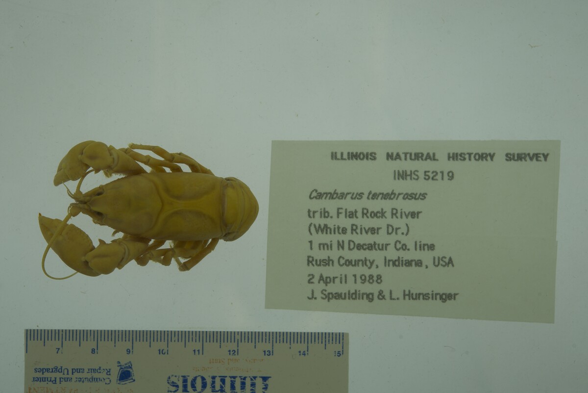 Cambarus tenebrosus image